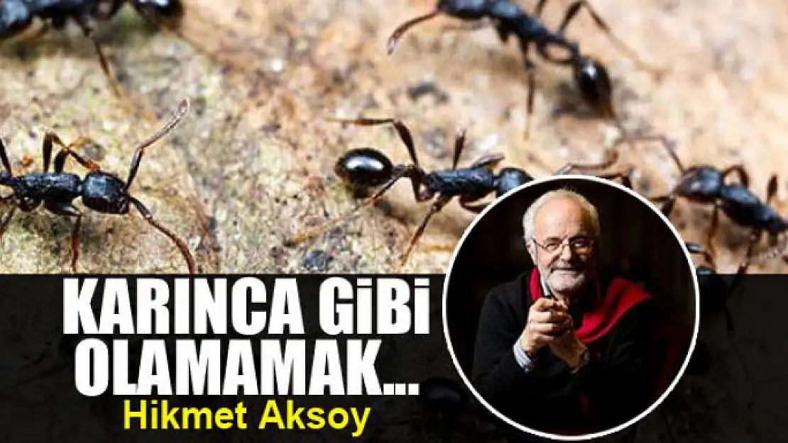 Karınca gibi  olamamak...