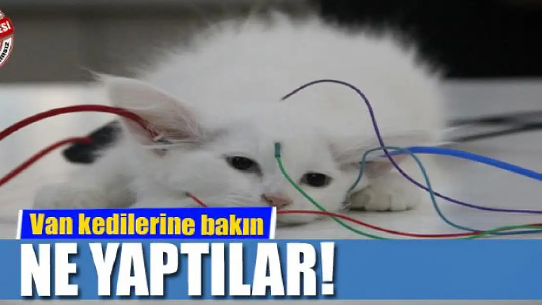 Van kedilerine bakın ne yaptılar!