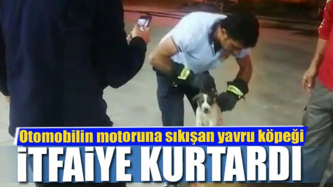 Otomobilin motoruna sıkışan yavru köpeği itfaiye kurtardı