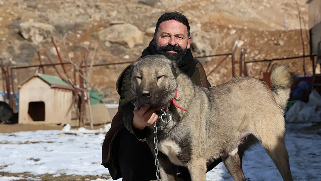 İklim değişikliği kangal köpeklerinin yapısını değiştirdi