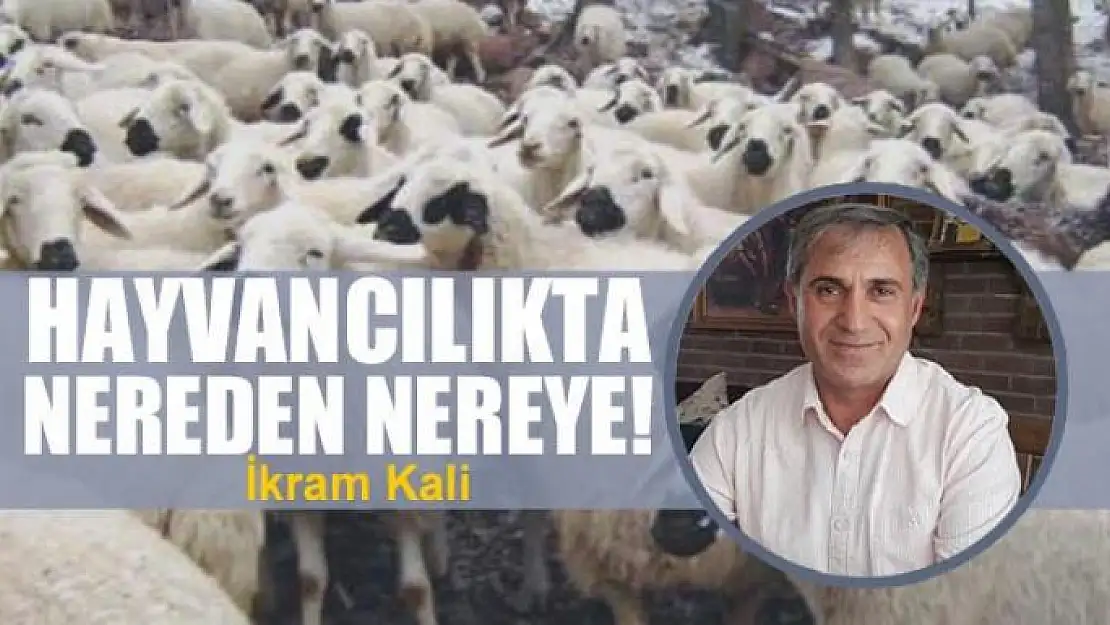 Hayvancılıkta nereden nereye!