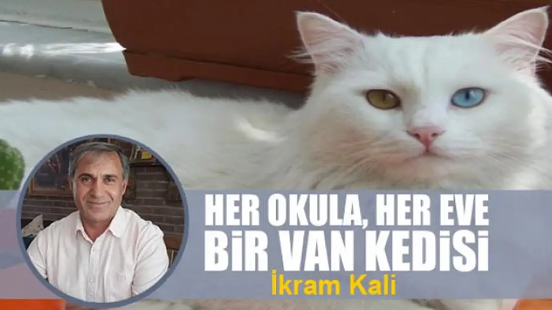 Her okula, her eve bir Van kedisi