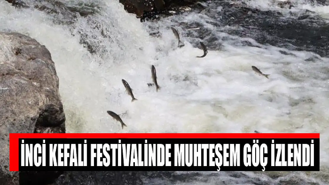 İnci kefali festivalinde muhteşem göç izlendi