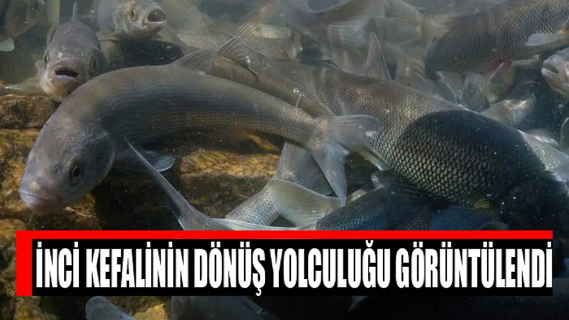 İnci kefalinin dönüş yolculuğu görüntülendi