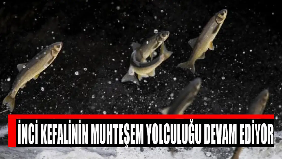 İnci kefalinin muhteşem yolculuğu devam ediyor