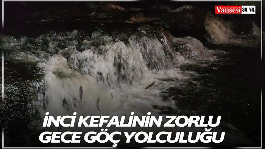 İnci Kefalinin zorlu gece göç yolculuğu