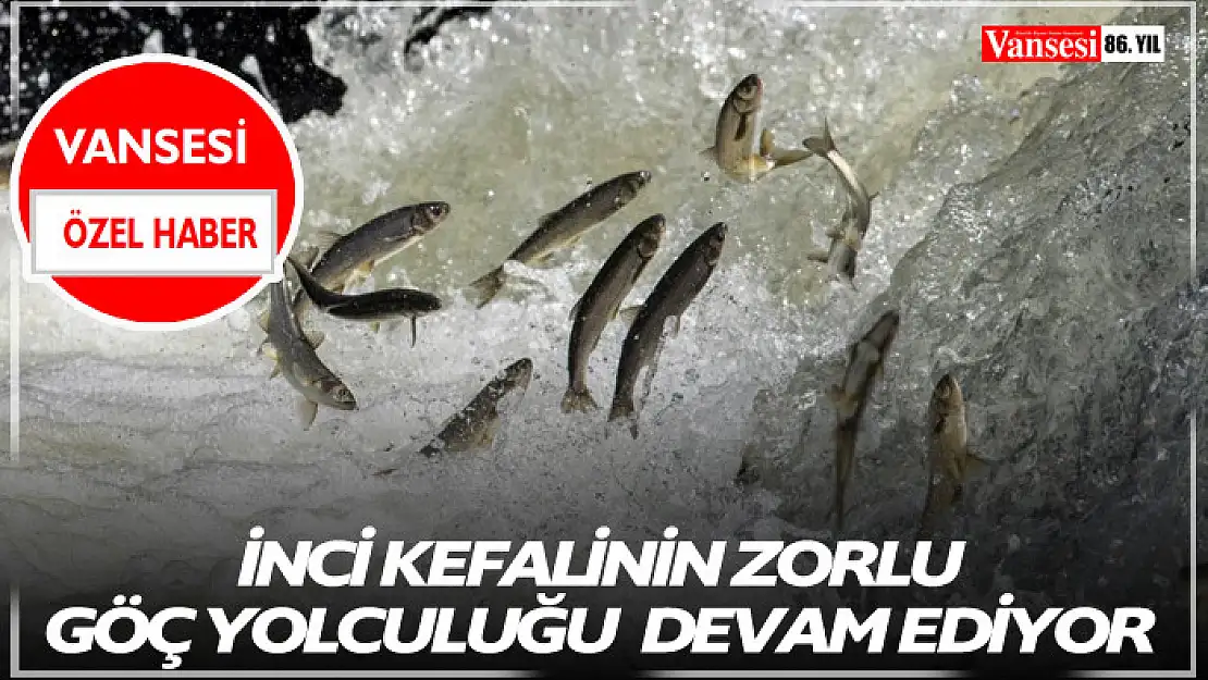 İnci Kefalinin zorlu göçü devam ediyor