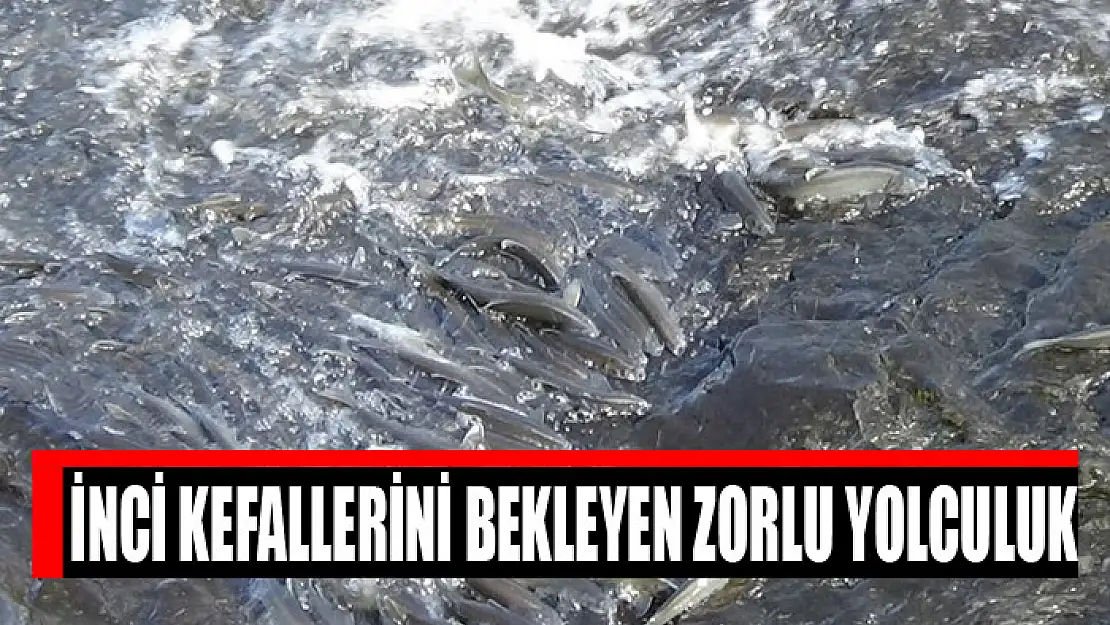 İnci kefallerini bekleyen zorlu yolculuk