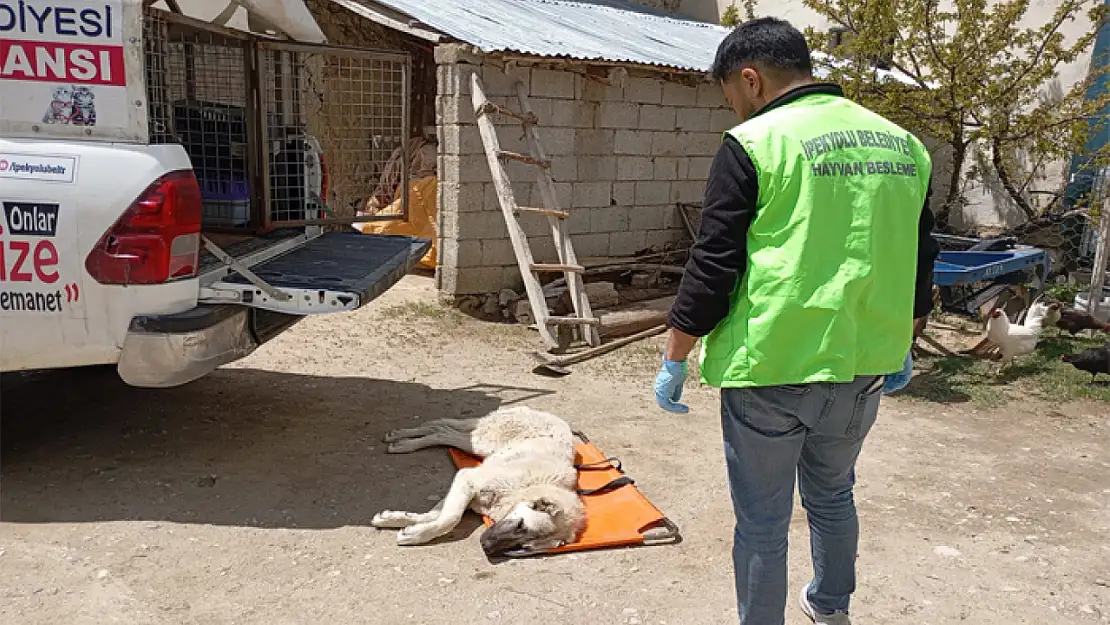 İpekyolu Belediyesi'nden sokak hayvanlarına şefkat eli