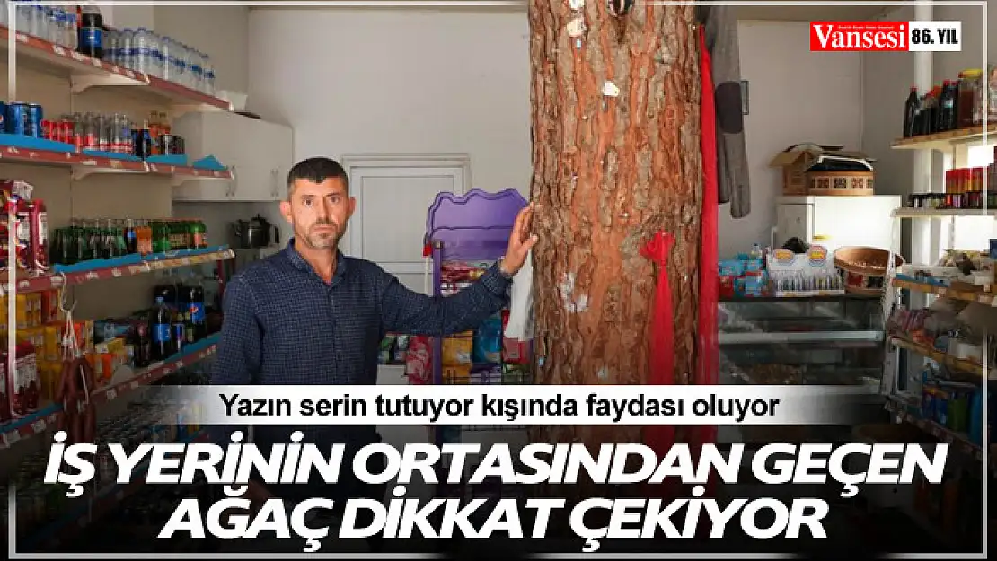 İş yerinin ortasından geçen ağaç dikkat çekiyor