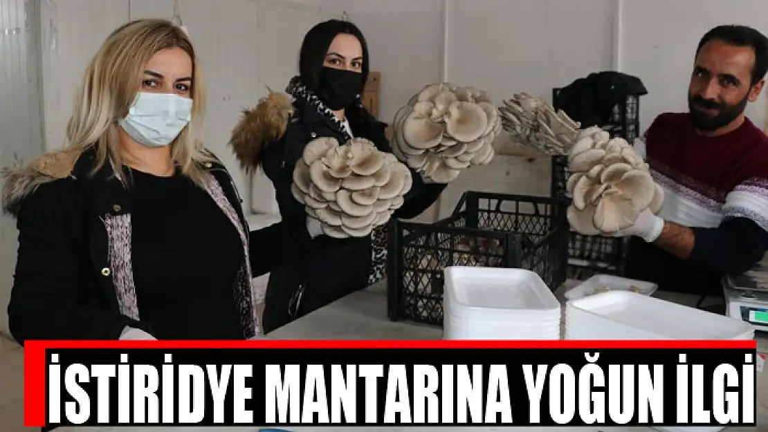 İstiridye mantarına yoğun ilgi