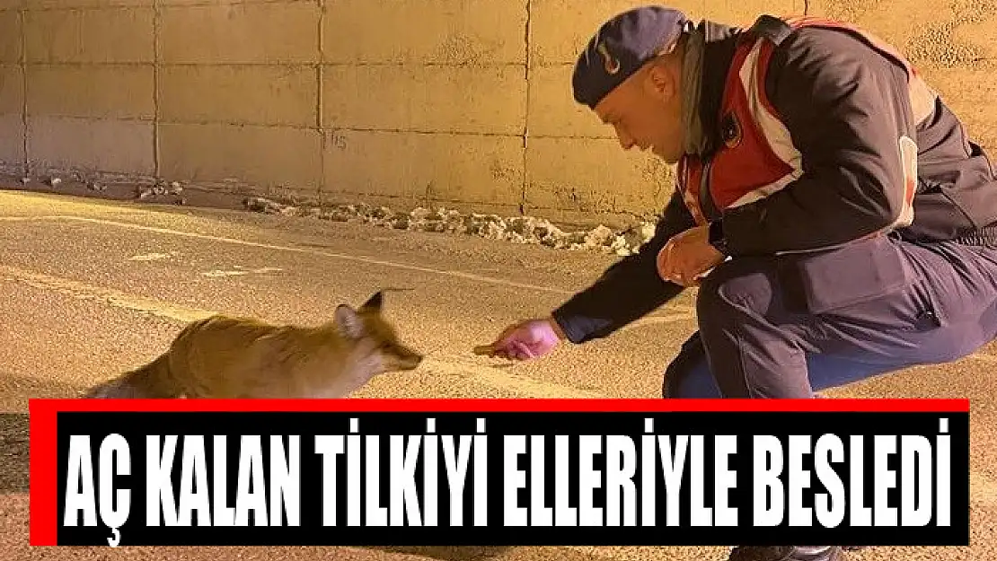 Jandarma aç kalan tilkiyi elleriyle besledi