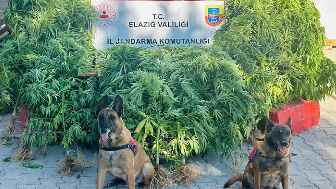 Jandarma, uyuşturucu satıcılarına göz açtırmıyor