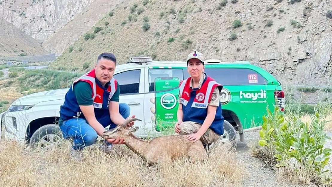 Jandarmadan yaralı dağ keçisine şefkat eli