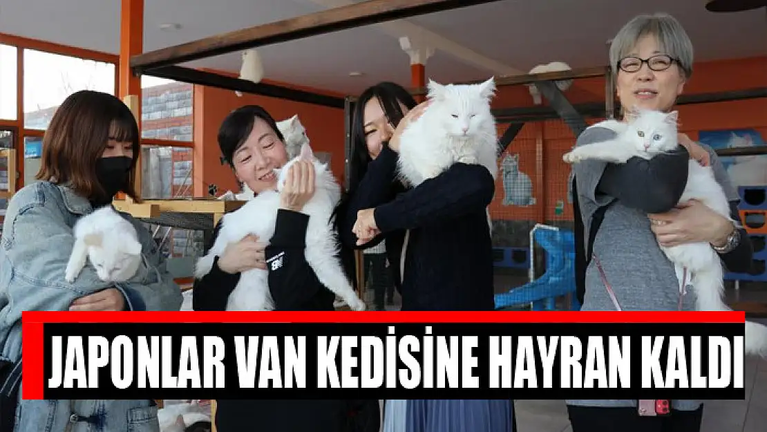 Japonlar Van kedisine hayran kaldı