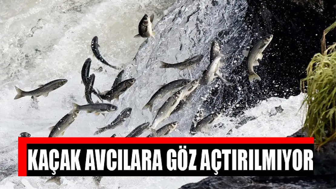 Kaçak avcılara göz açtırılmıyor