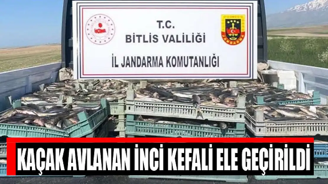 Kaçak avlanan inci kefali ele geçirildi