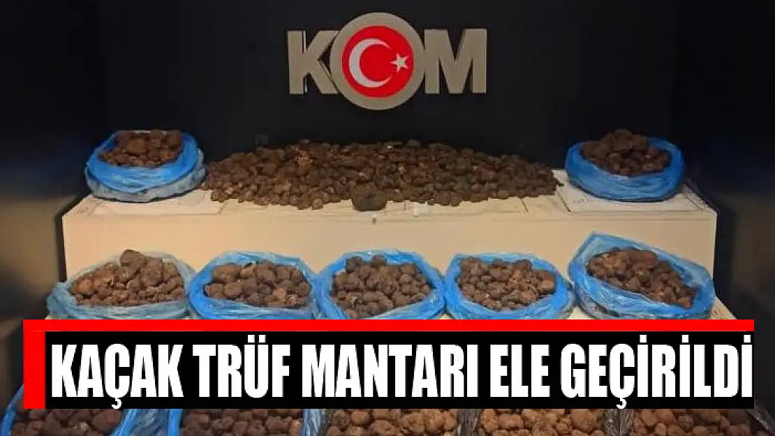 Kaçak trüf mantarı ele geçirildi