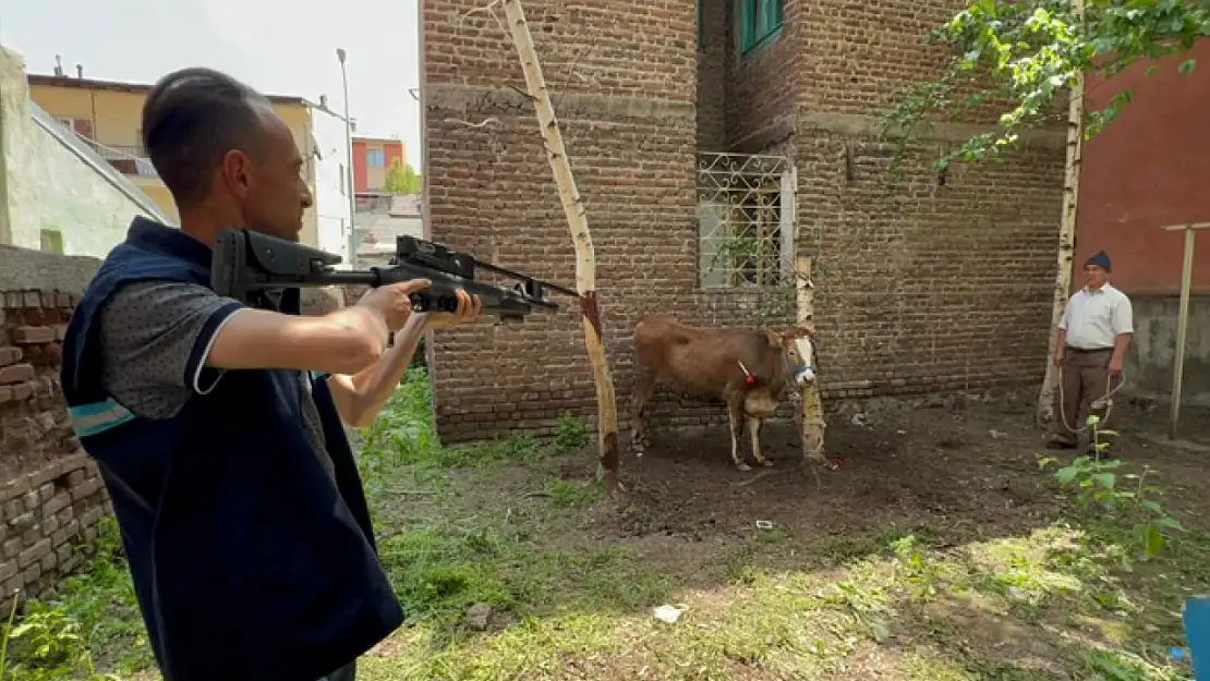 Kaçan düve, kurban timi tarafından yakalandı