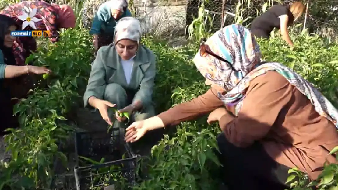 Kadın Kent Bostanı'nda hasat zamanı