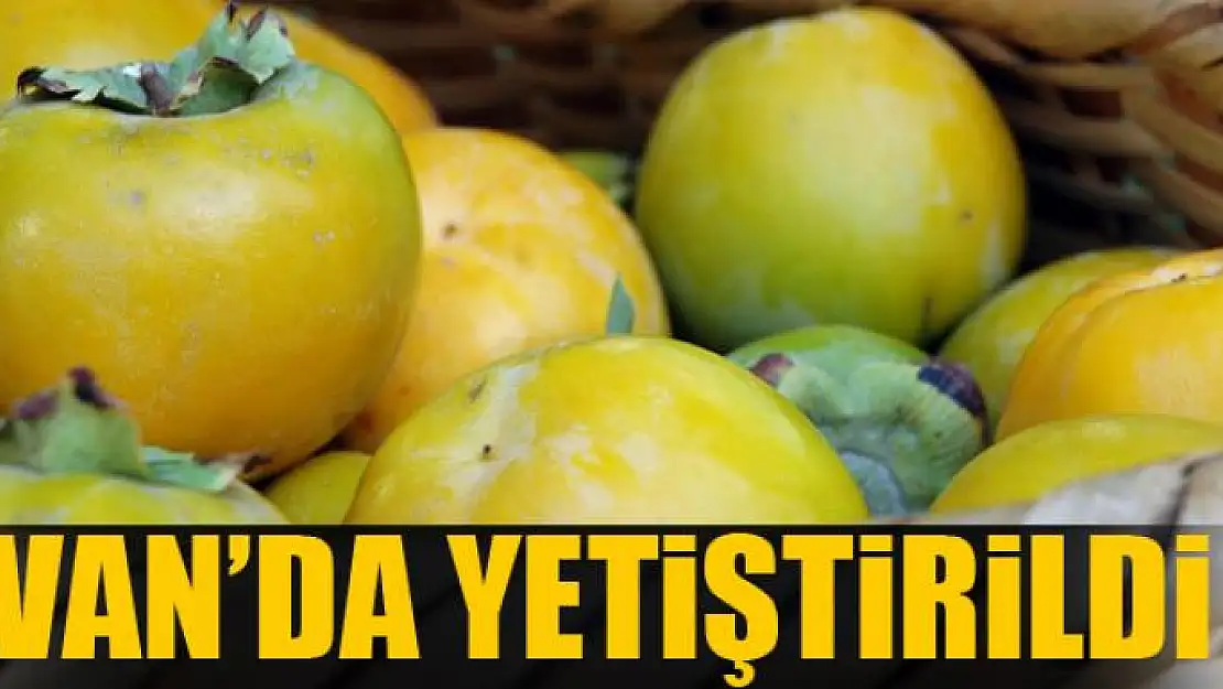 Van'da yetiştirildi