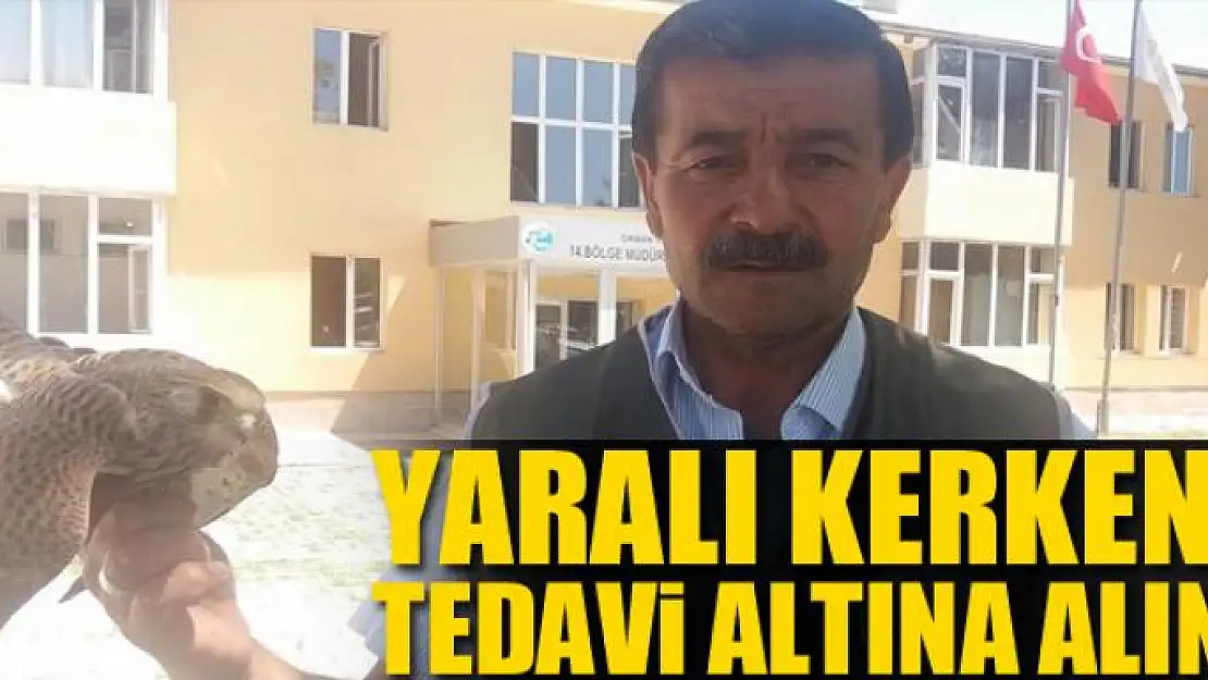 Yaralı Kerkenez tedavi altına alındı