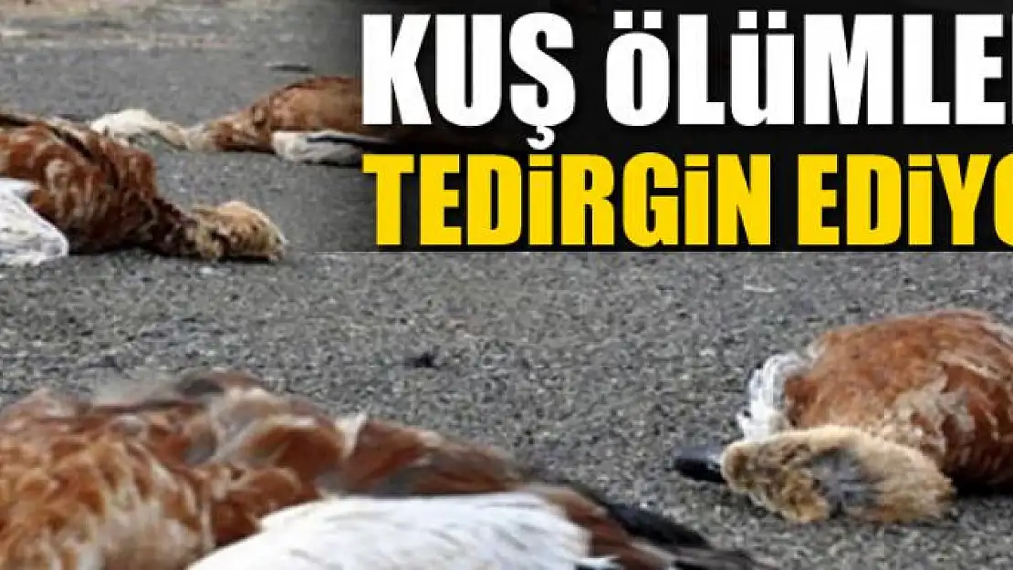 Erciş'te kuş ölümleri tedirgin ediyor