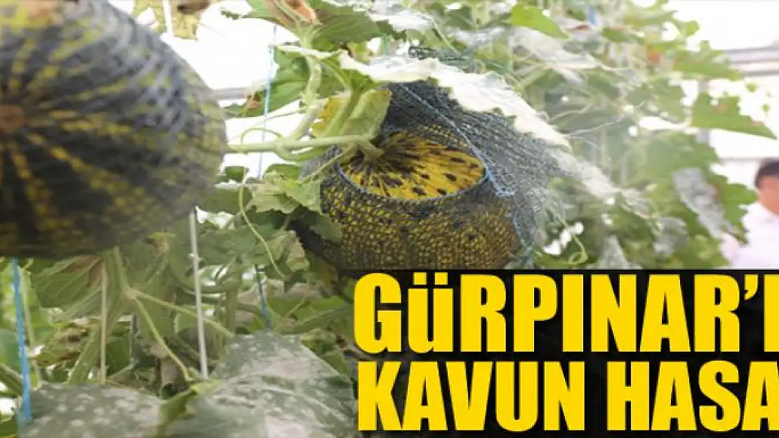 Gürpınar'da kavun hasadı