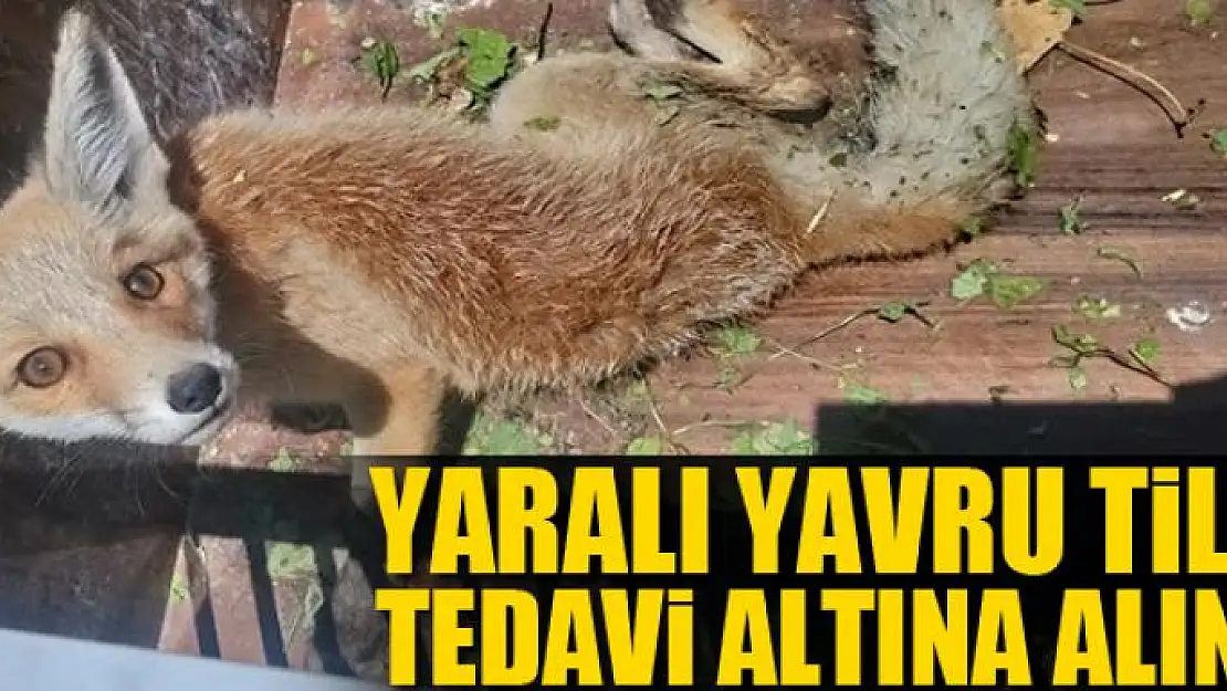 Yaralı yavru Tilki tedavi altına alındı