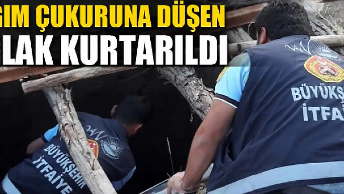 Başkale'de lağım çukuruna düşen oğlak kurtarıldı