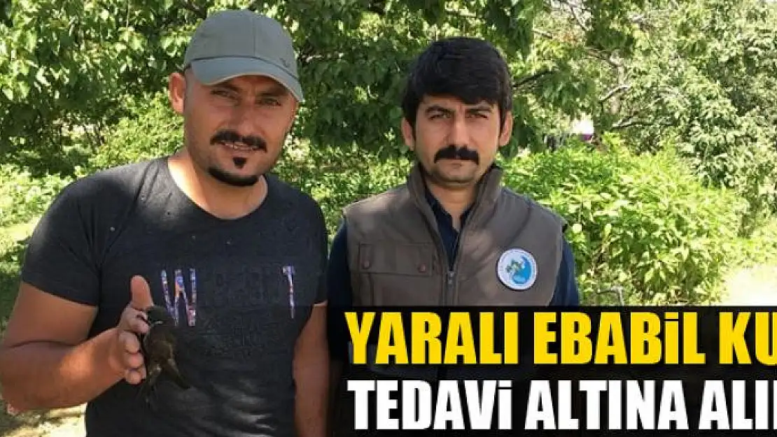 Yaralı Ebabil kuşu tedavi altına alındı