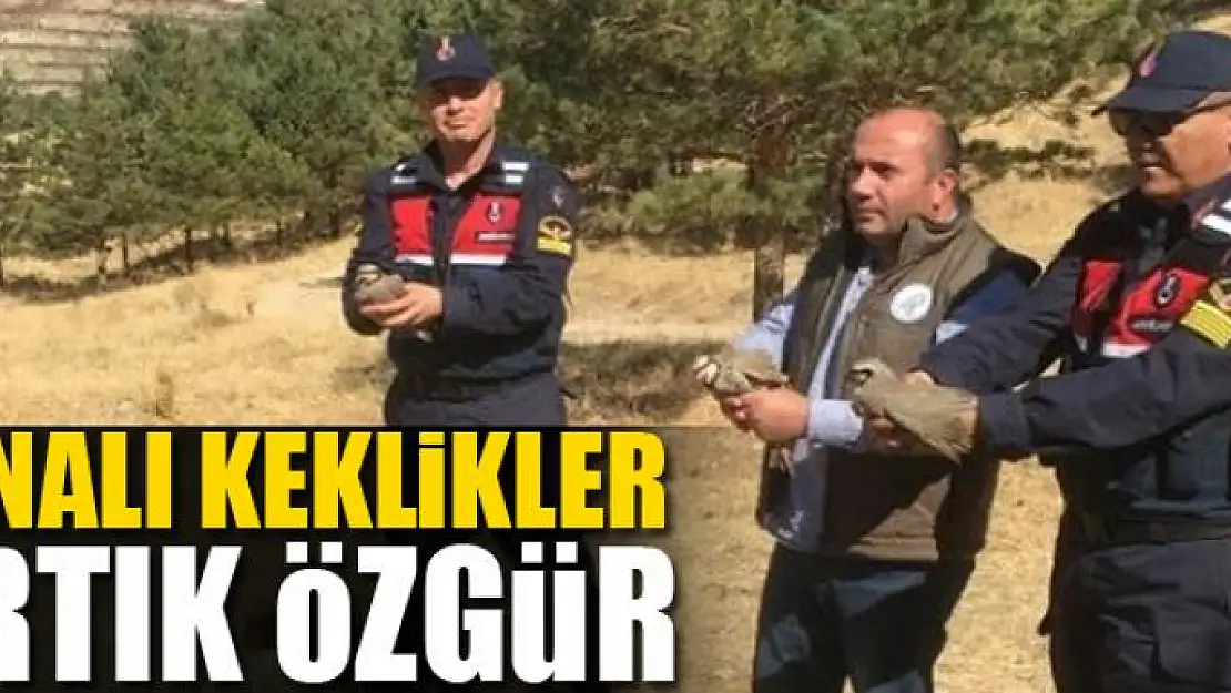 Kınalı Keklikler artık özgür