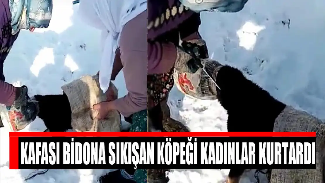 Kafası bidona sıkışan köpeği kadınlar kurtardı