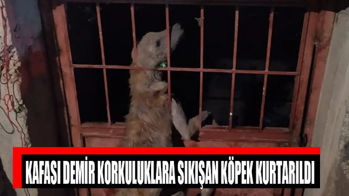 Kafası demir korkuluklara sıkışan köpek kurtarıldı