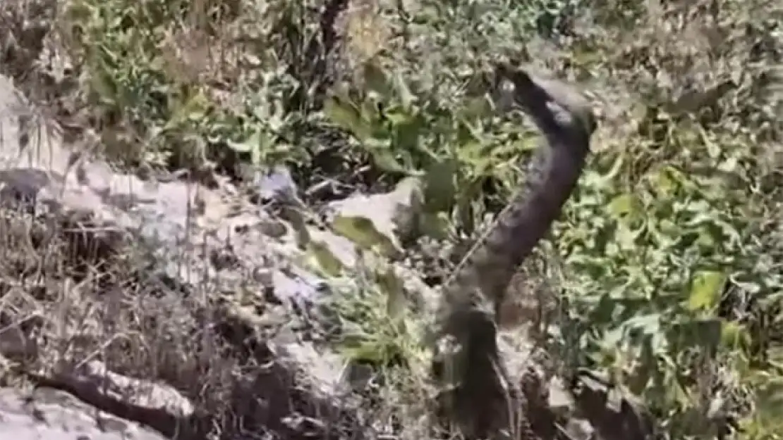 Kamerayla görüntülediği yılanın saldırısına uğradı