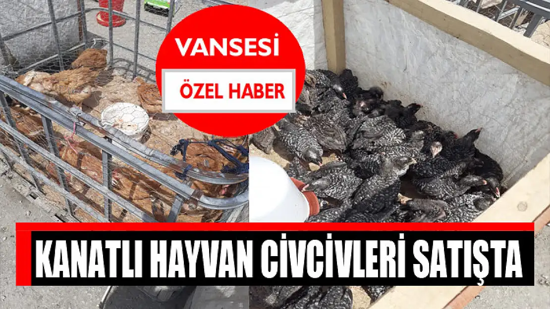 Kanatlı hayvan civcivleri satışta