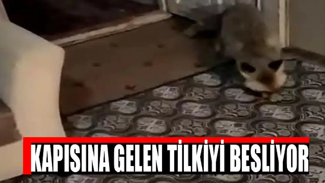 Kapısına gelen tilkiyi besliyor