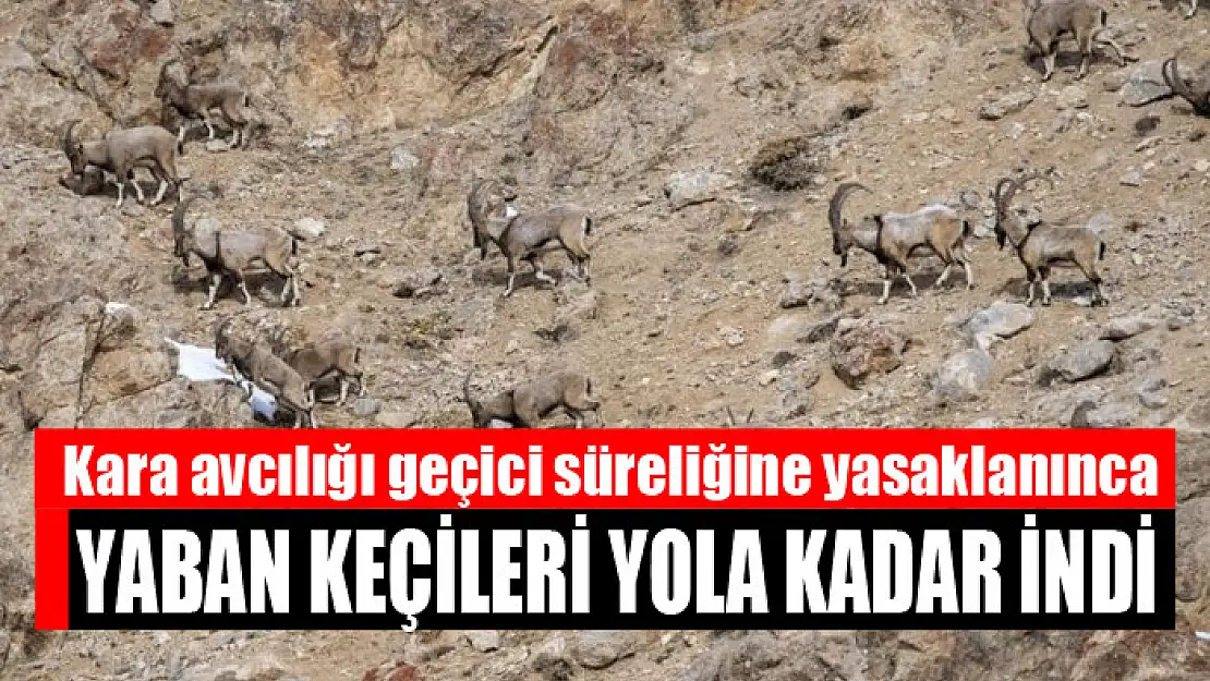 Kara avcılığı geçici süreliğine yasaklanınca yaban keçileri yola kadar indi