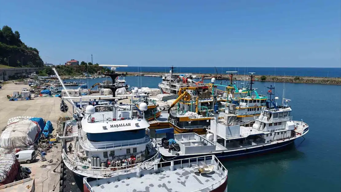 Karadeniz'de balıkçılar yeni av sezonundan umutlu: Palamut görüldü, hamsi bekleniyor