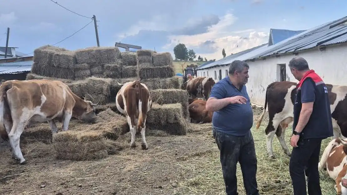 Kars'ta büyükbaş hayvanlar aşılanıyor