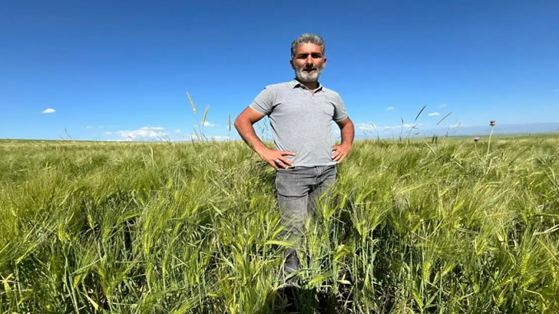 Kars'ta tarım arazilerinde yerli ve milli arpa bereketi