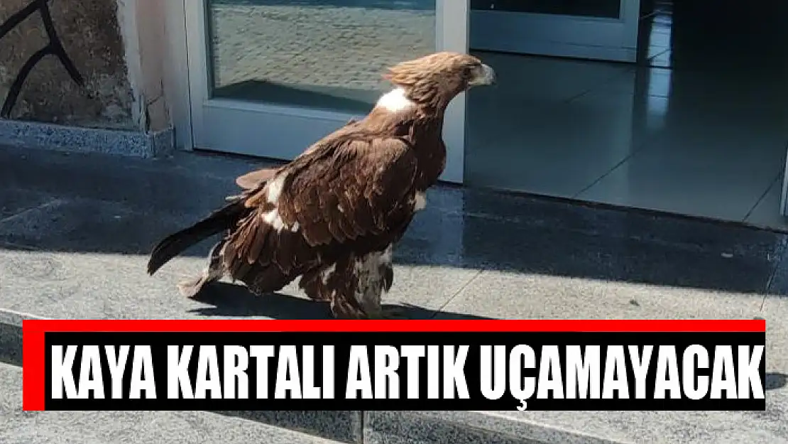 Kaya kartalı artık uçamayacak