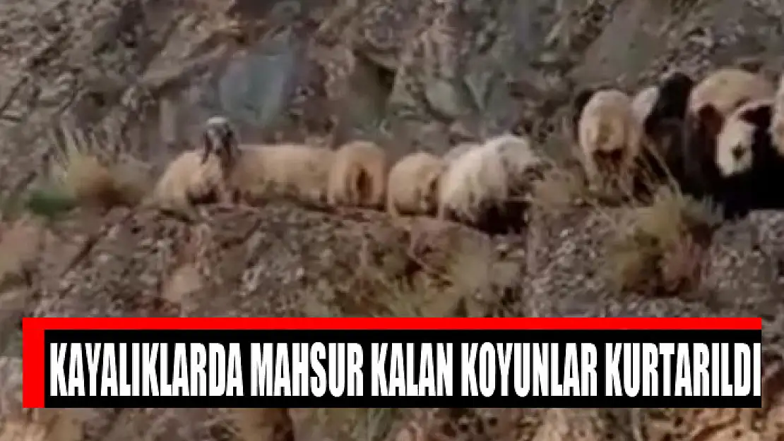 Kayalıklarda mahsur kalan koyunlar kurtarıldı