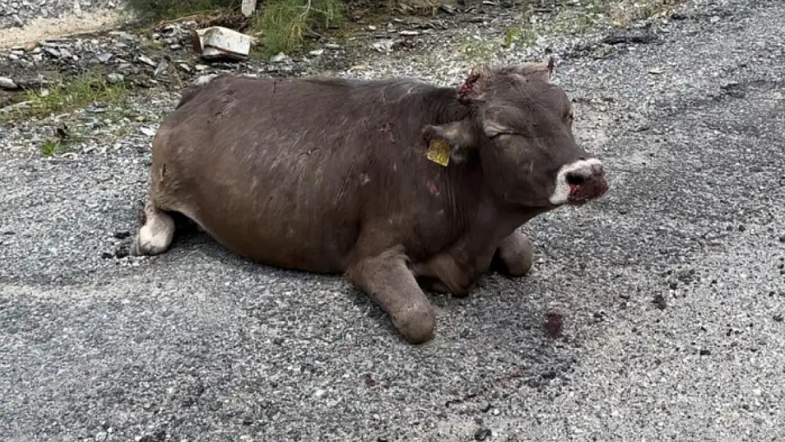 Kayalıktan düşen inek ağır yaralandı