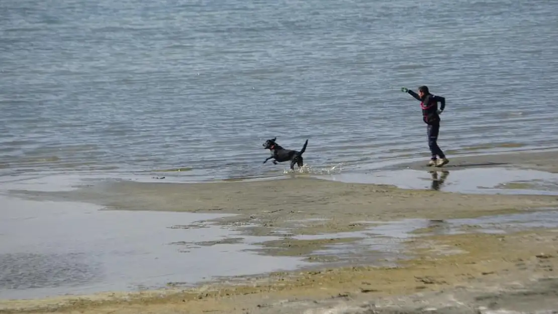 Kayıp öğrenci Rojin için AFAD'dan köpekli arama