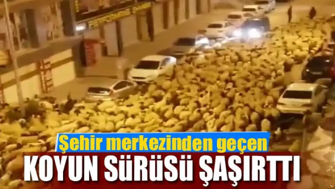 Şehir merkezinden geçen koyun sürüsü şaşırttı