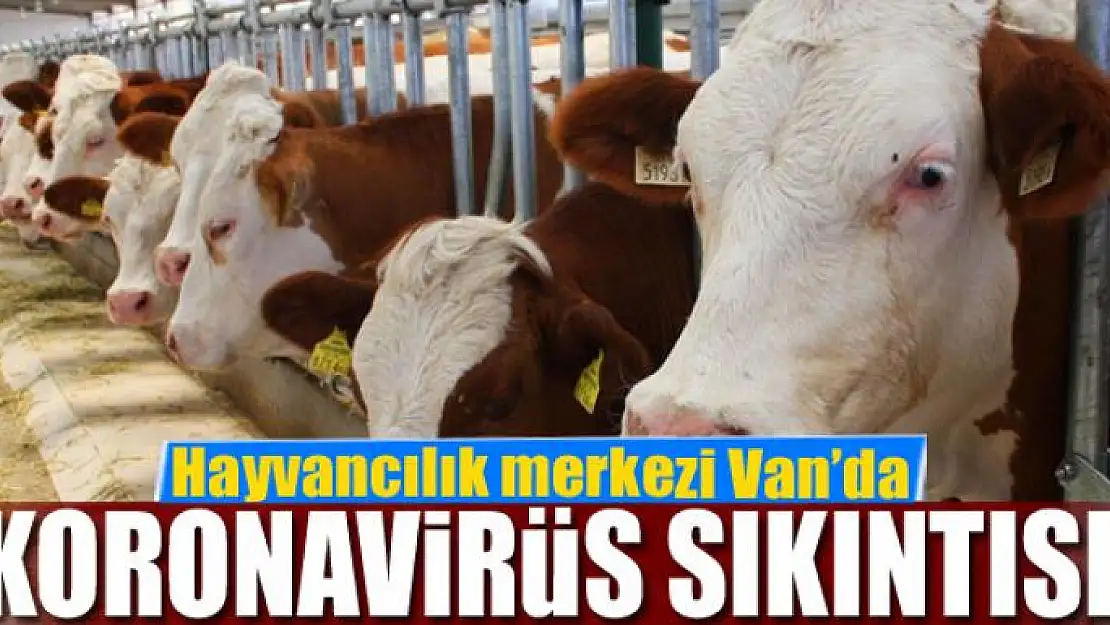 Hayvancılık merkezi Van'da korona virüs sıkıntısı