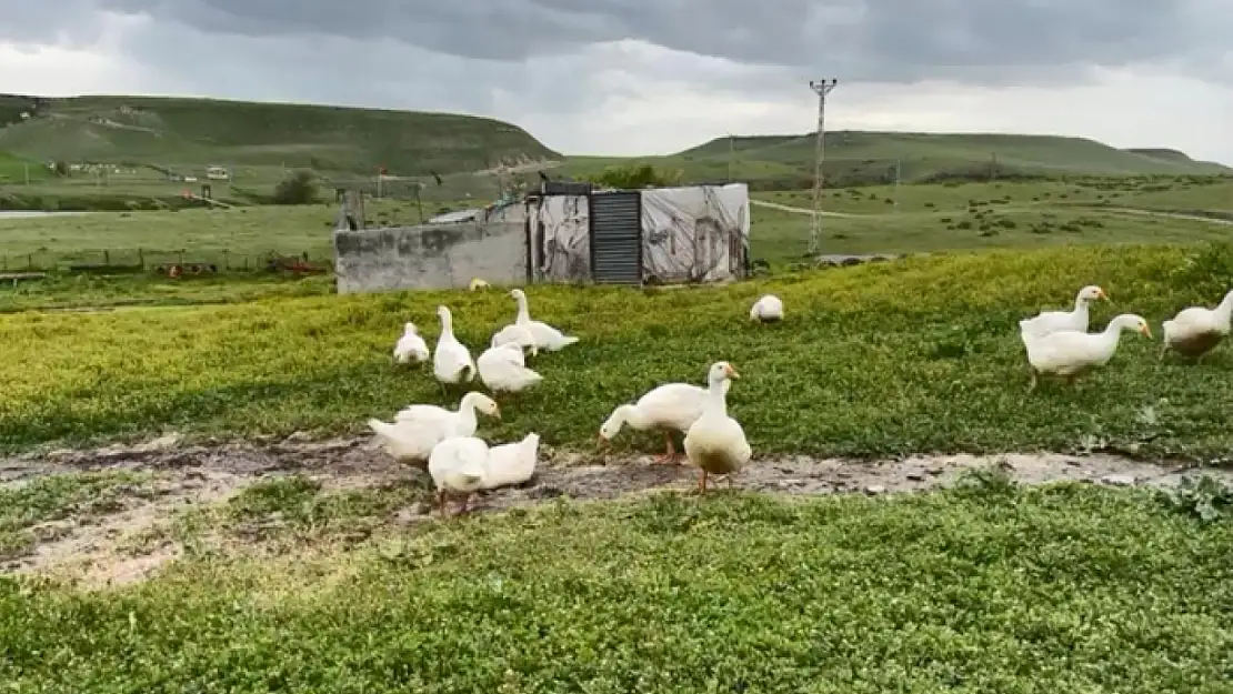 Kaz eti gram altınla yarışıyor