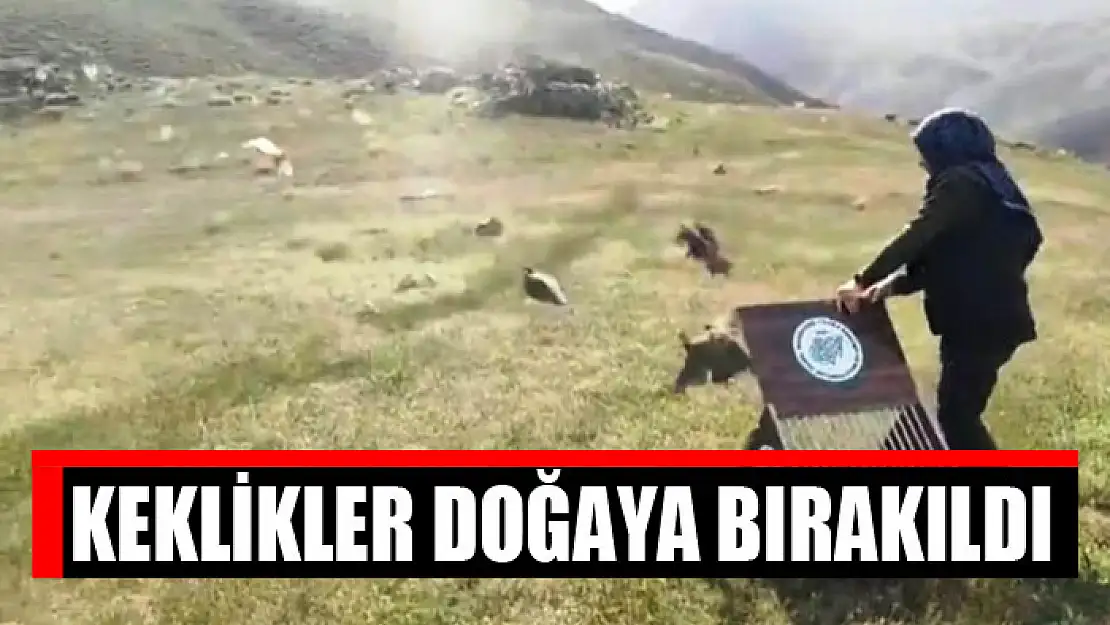 Keklikler doğaya bırakıldı