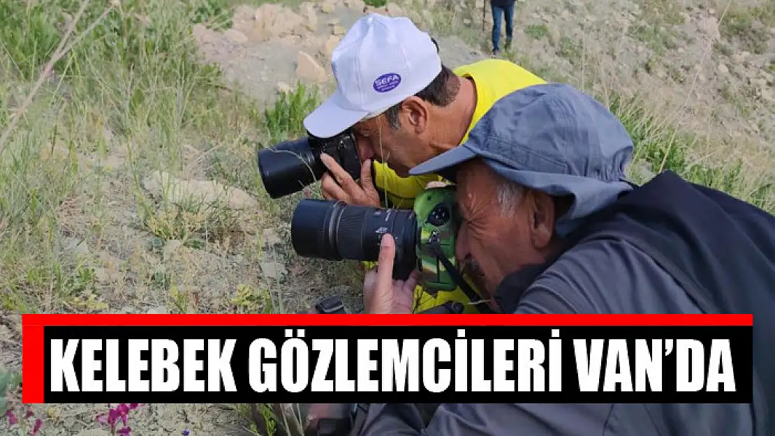 Kelebek gözlemcileri Van'da